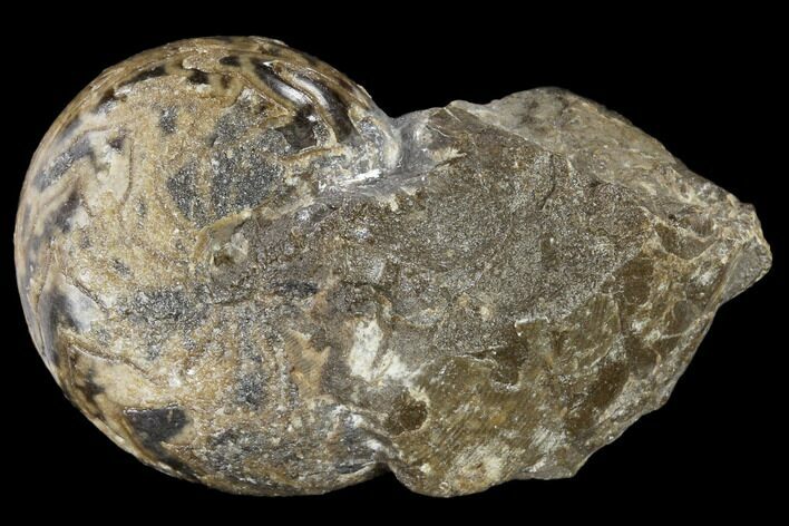 Unusual Goniatite (Goniatites) Fossil - Oklahoma #117204